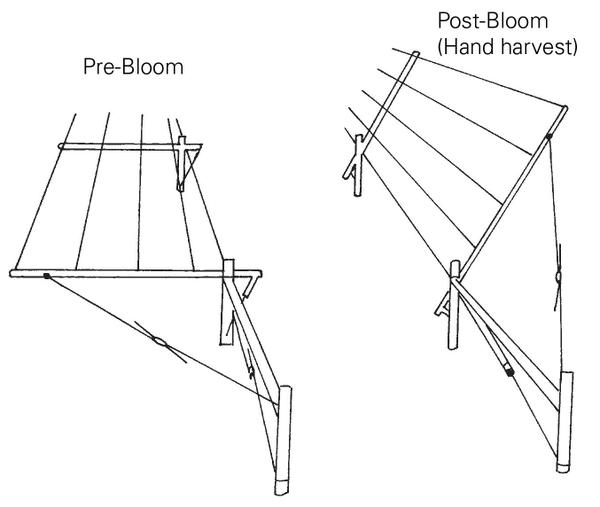 A shift trellis in pre-bloom position and post-bloom position.